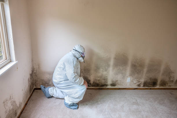 Best Industrial Mold Remediation in Summerlin South, NV