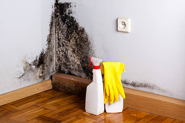 Best Bathroom Mold Remediation in Summerlin South, NV